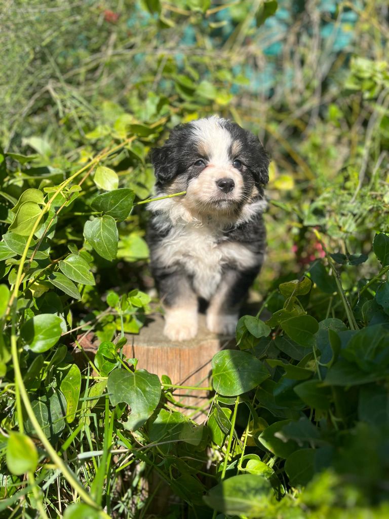 Esperanza Del Sueño - Chiot disponible  - Berger Américain Miniature 