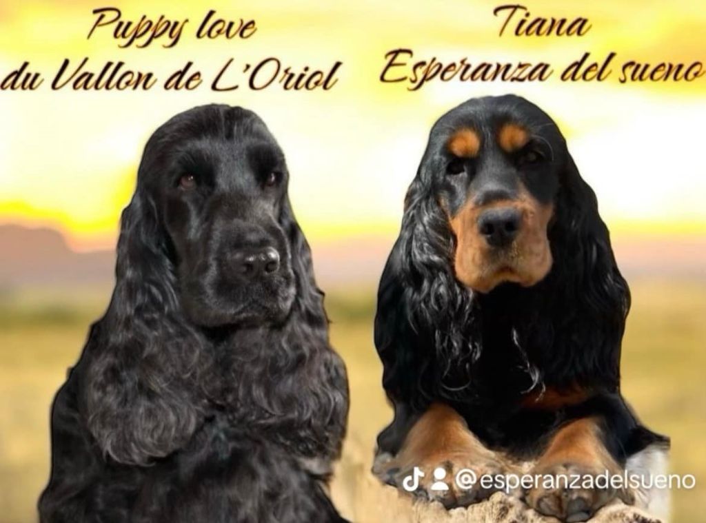 chiot Cocker Spaniel Anglais Esperanza Del Sueño