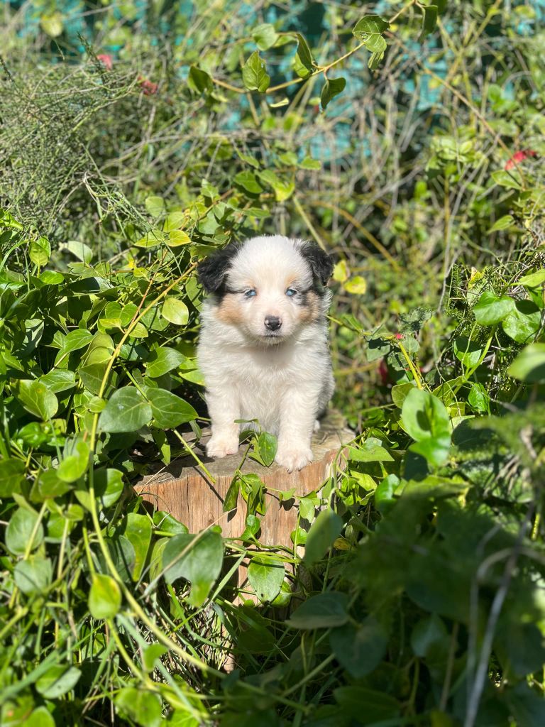 Esperanza Del Sueño - Chiot disponible  - Berger Américain Miniature 