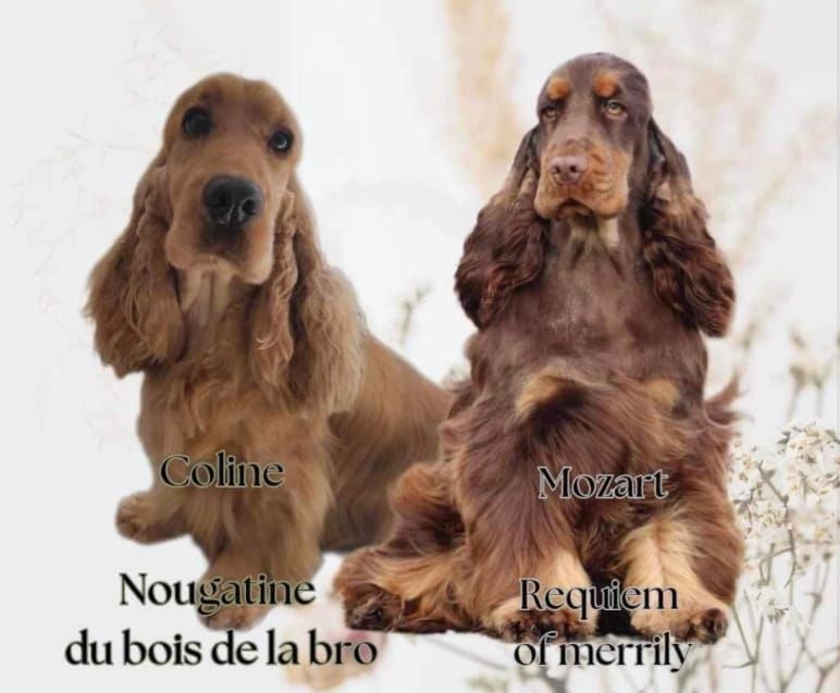 chiot Cocker Spaniel Anglais Esperanza Del Sueño