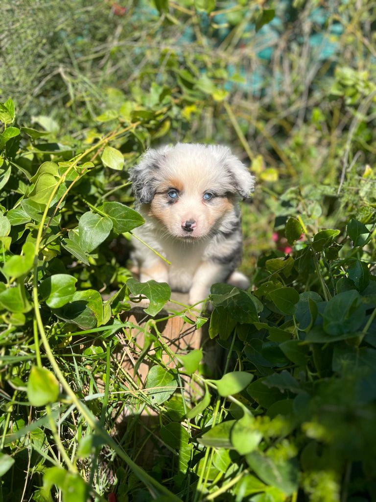 Esperanza Del Sueño - Chiot disponible  - Berger Américain Miniature 