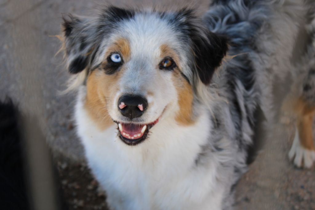 Opale blue Esperanza Del Sueño