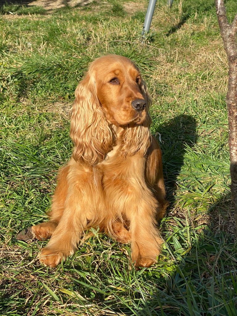 Rose lady kenna Du Clos De L'Ecotay
