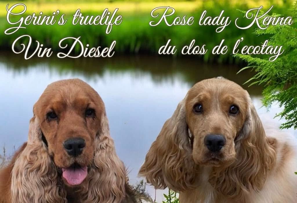 Esperanza Del Sueño - Cocker Spaniel Anglais - Portée née le 10/05/2025