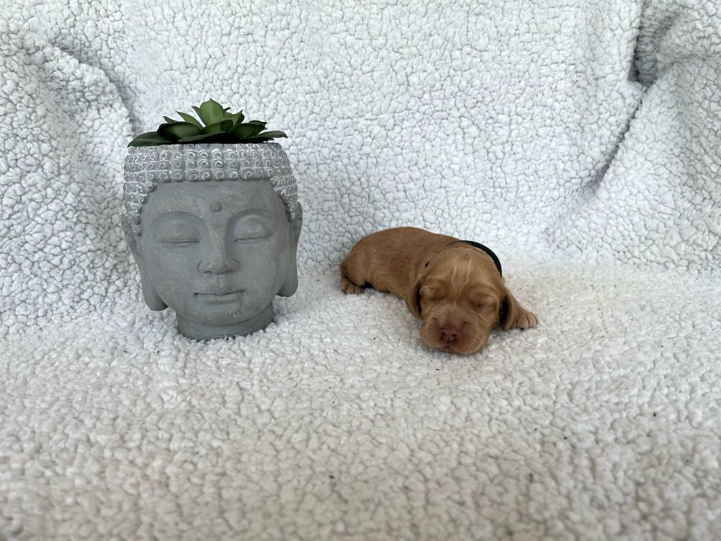 Esperanza Del Sueño - Chiots disponibles - Cocker Spaniel Anglais
