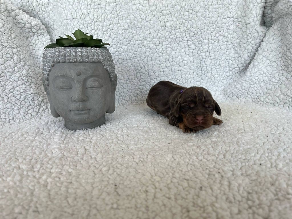Esperanza Del Sueño - Chiots disponibles - Cocker Spaniel Anglais