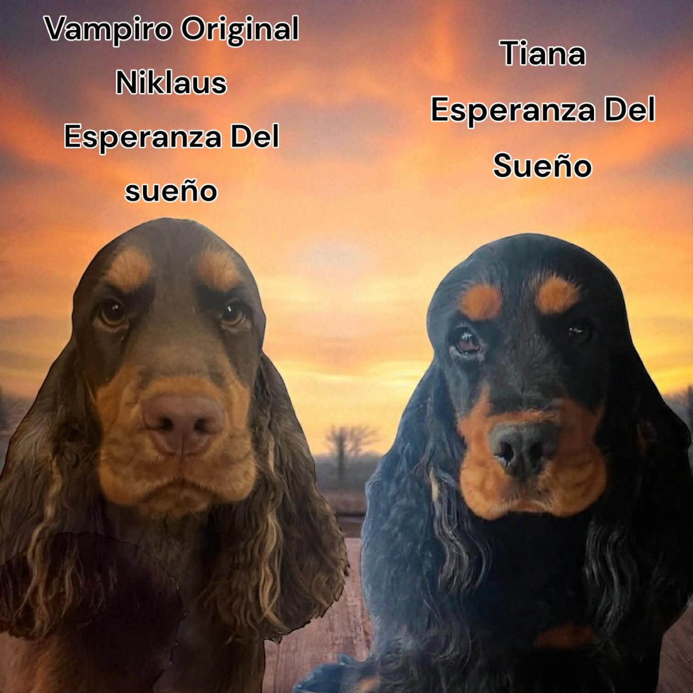 Chiot Cocker Spaniel Anglais Esperanza Del Sueño