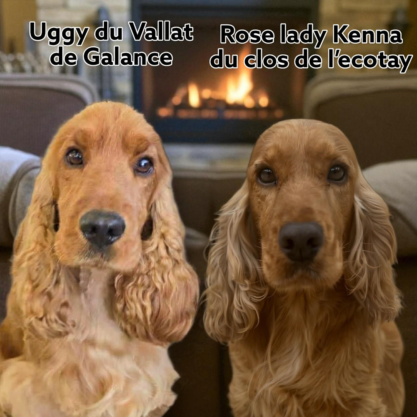 Chiot Cocker Spaniel Anglais Esperanza Del Sueño