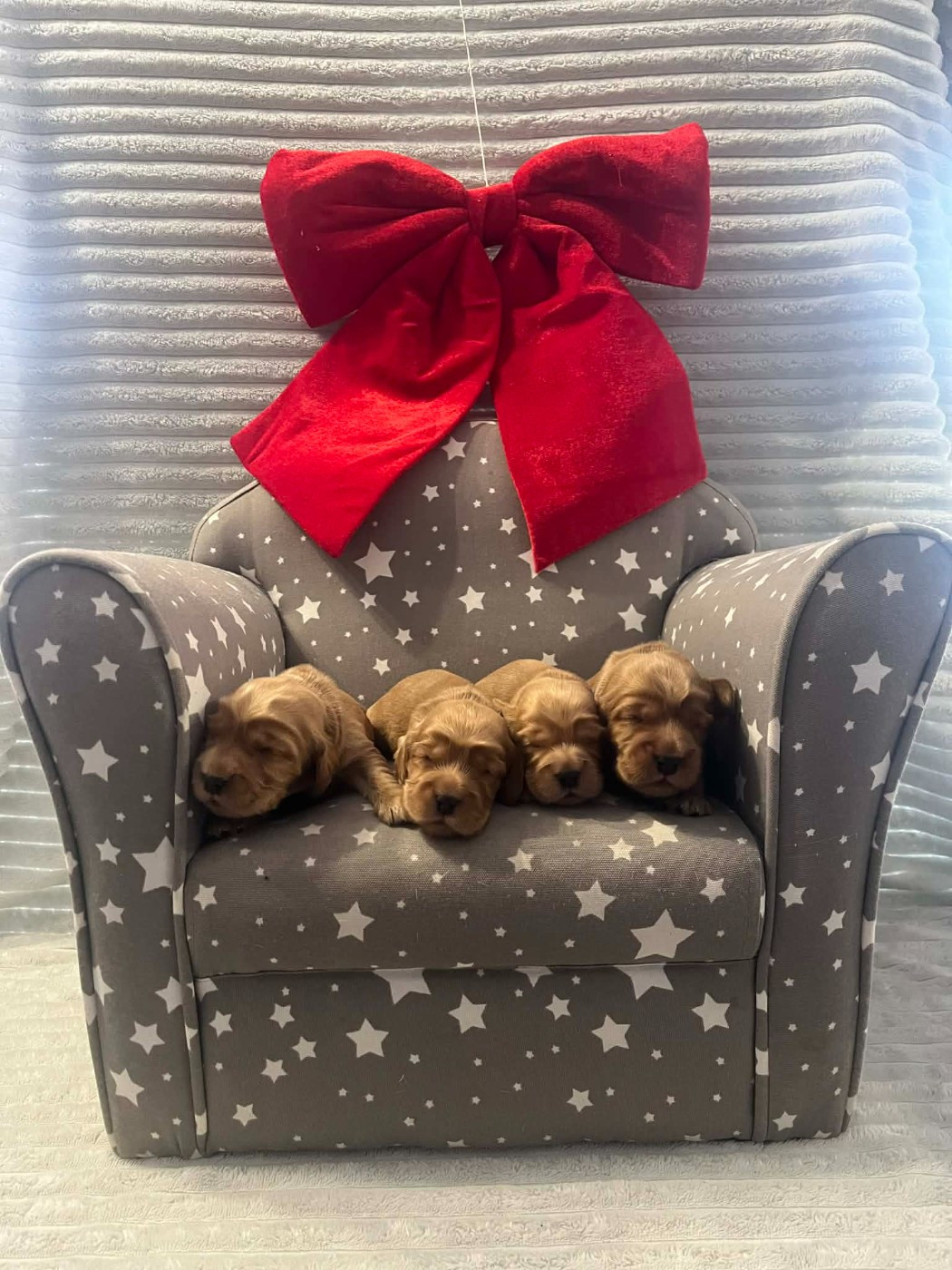 Esperanza Del Sueño - Chiots disponibles - Cocker Spaniel Anglais