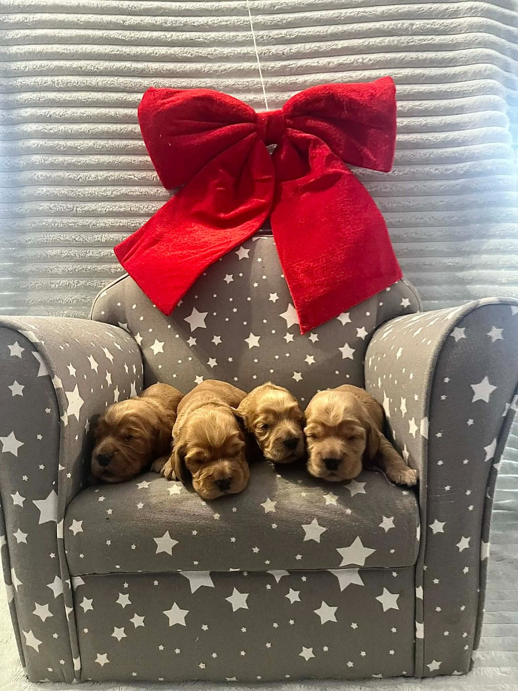 Esperanza Del Sueño - Chiots disponibles - Cocker Spaniel Anglais