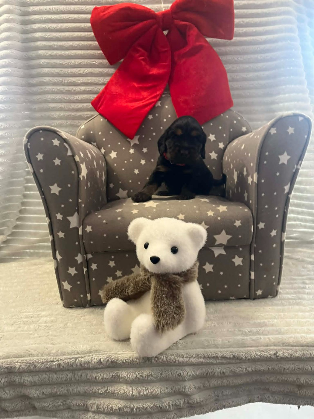 Esperanza Del Sueño - Chiots disponibles - Cocker Spaniel Anglais