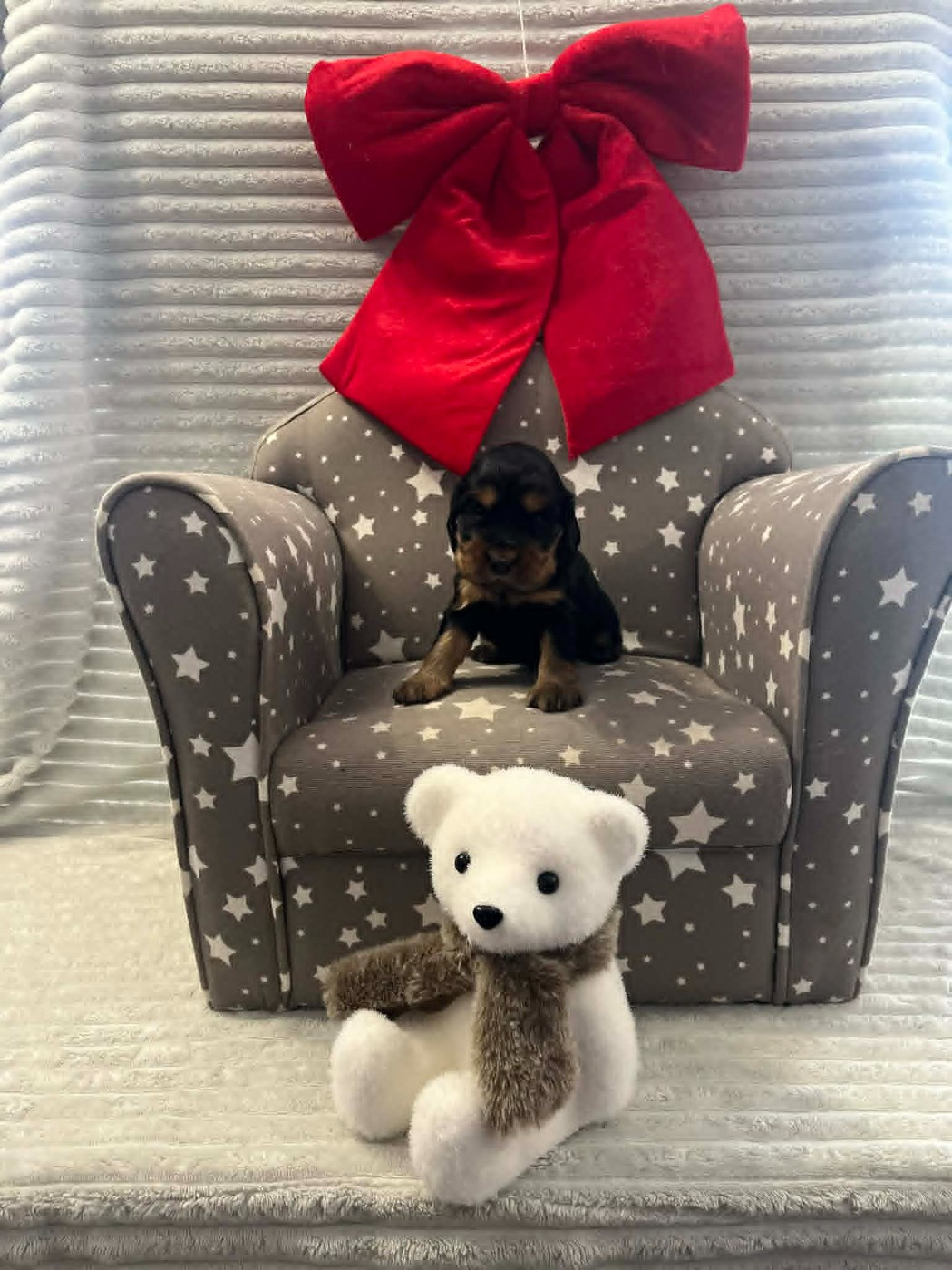 Esperanza Del Sueño - Chiots disponibles - Cocker Spaniel Anglais