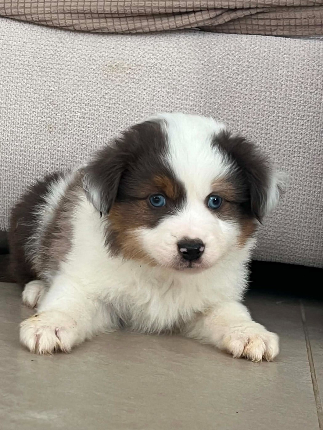 Esperanza Del Sueño - Chiots disponibles - Berger Américain Miniature 