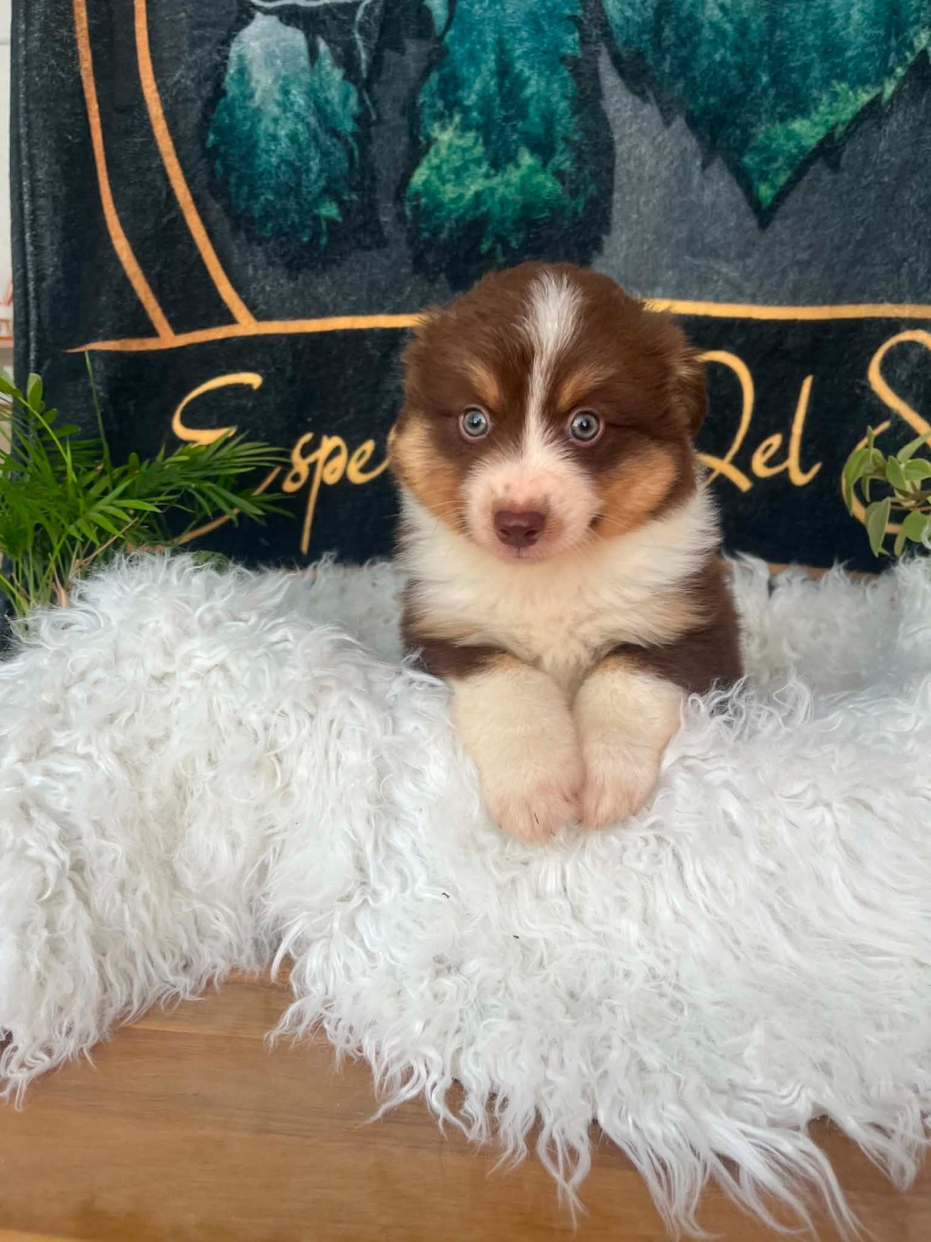 Esperanza Del Sueño - Chiots disponibles - Berger Américain Miniature 