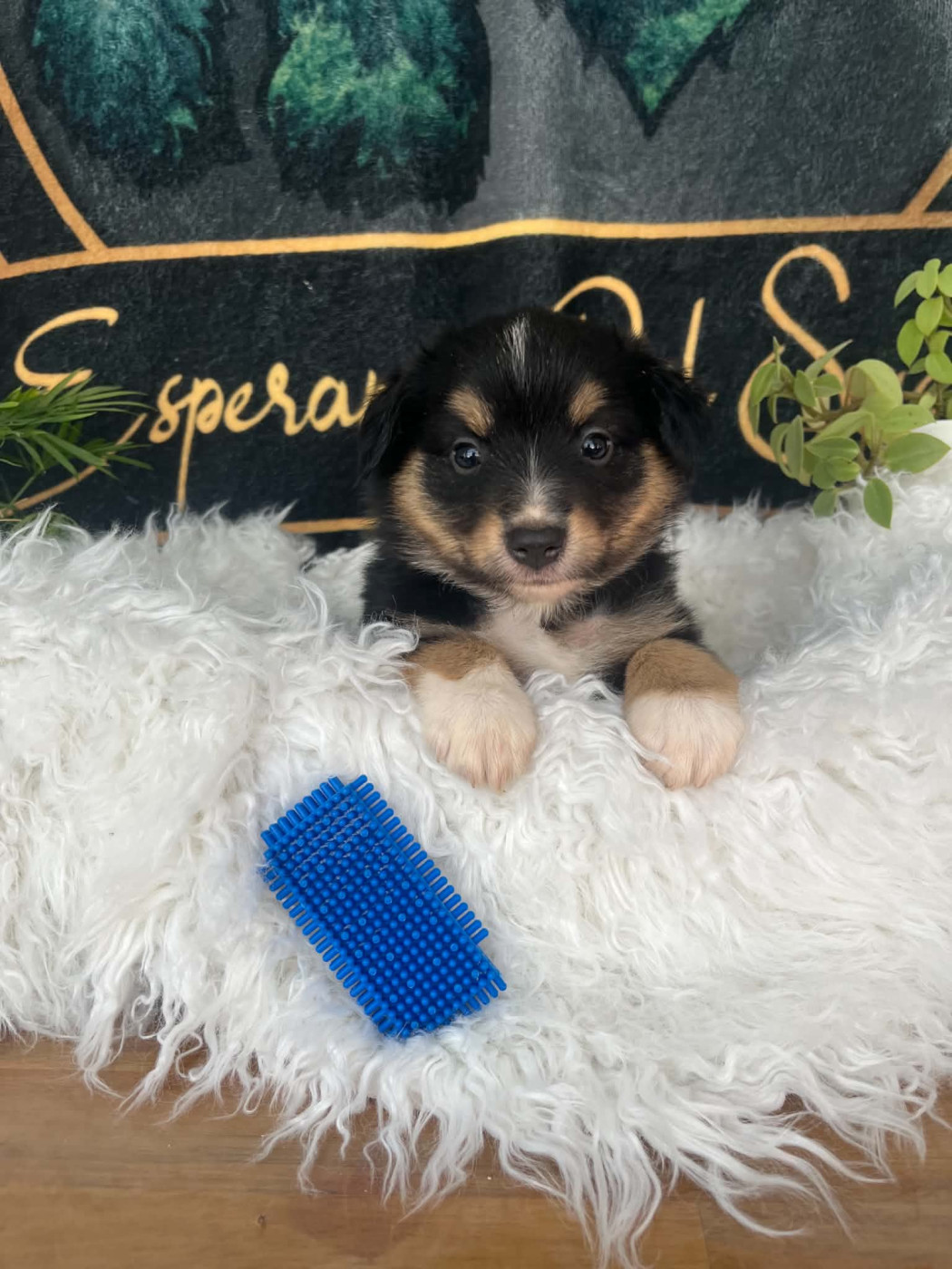 Esperanza Del Sueño - Chiots disponibles - Berger Américain Miniature 