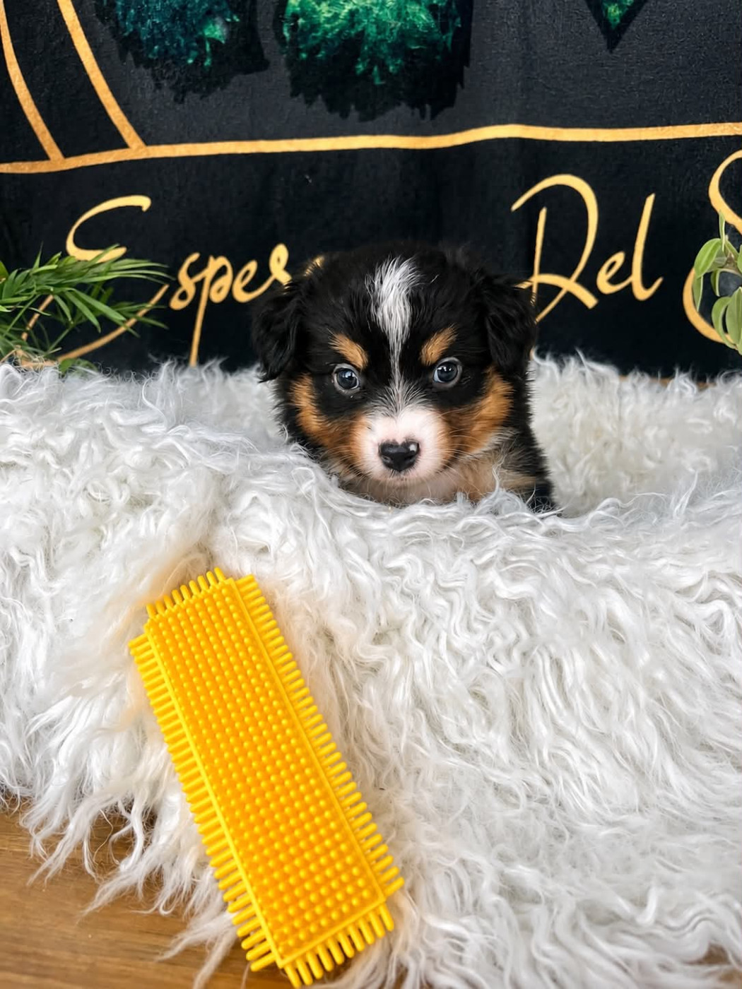 Esperanza Del Sueño - Chiots disponibles - Berger Américain Miniature 