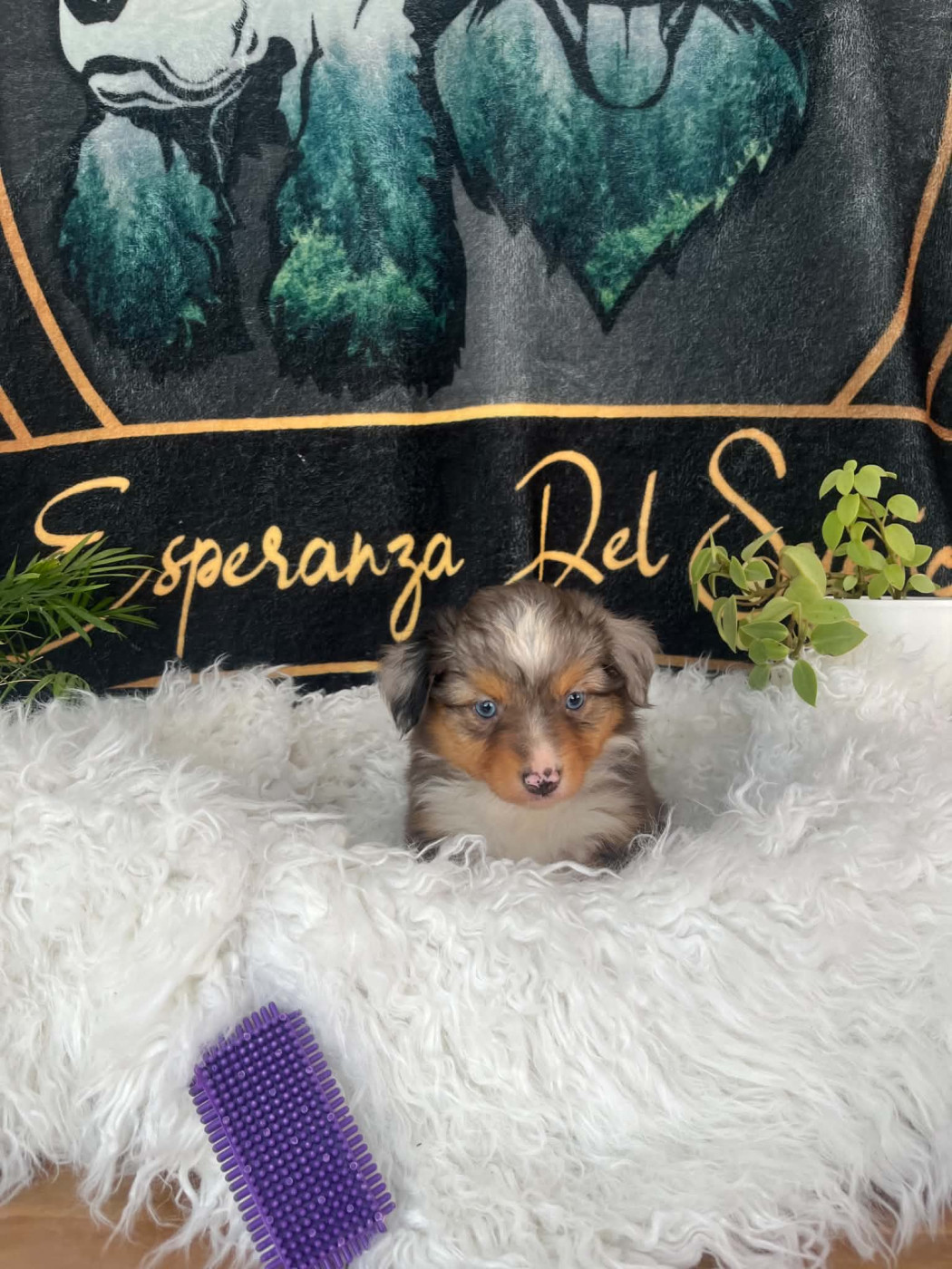 Esperanza Del Sueño - Chiots disponibles - Berger Américain Miniature 