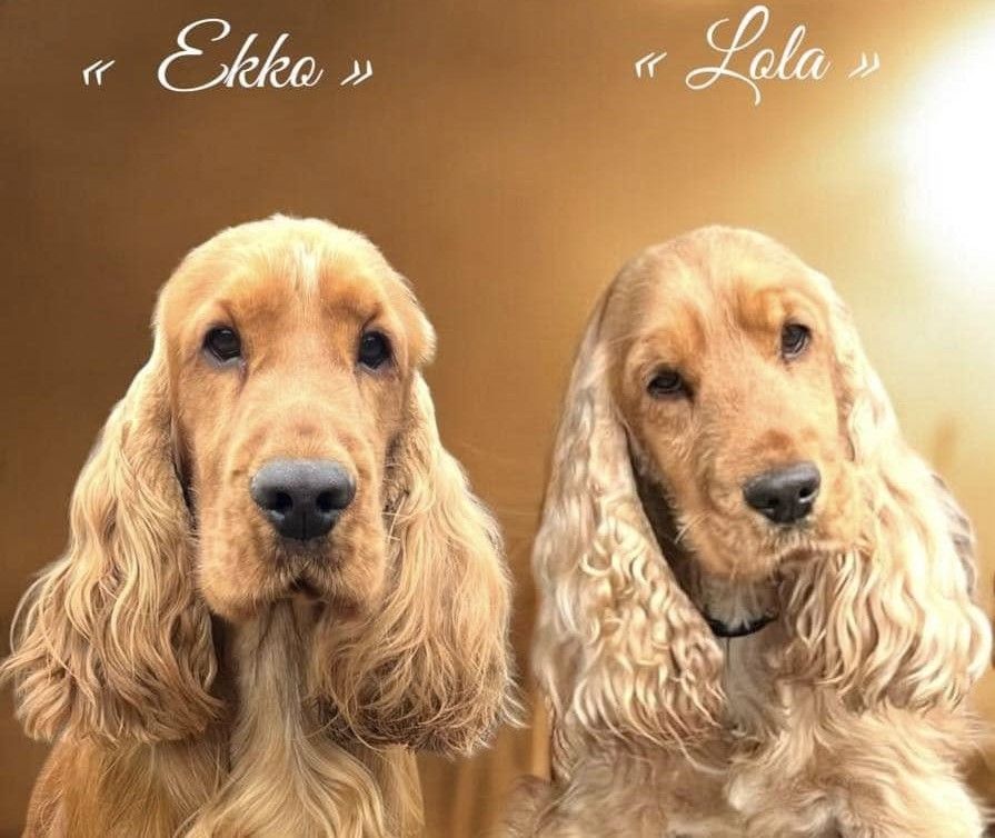 Esperanza Del Sueño - Cocker Spaniel Anglais - Portée née le 03/01/2025