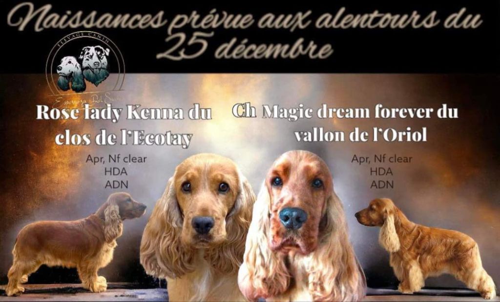 Esperanza Del Sueño - Cocker Spaniel Anglais - Portée née le 28/12/2023