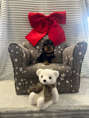 CHIOT 4 collier rose