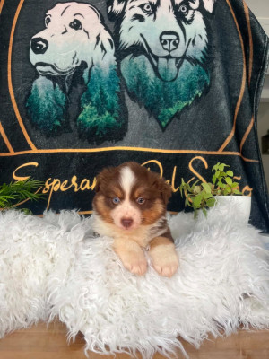 CHIOT 1