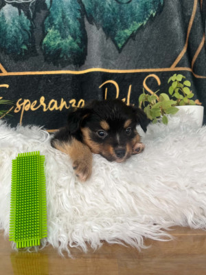 Chiot N°1