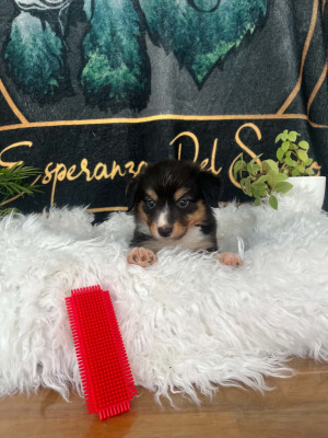 Chiot N°3