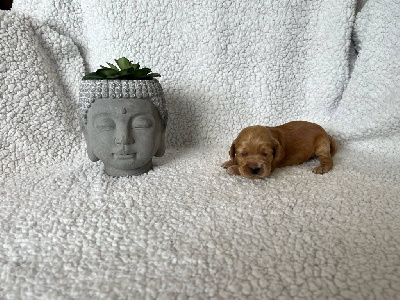 rose mat