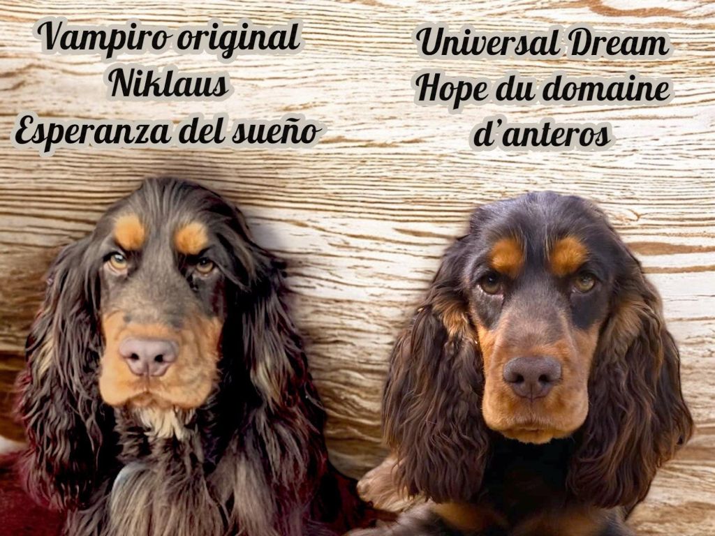 Esperanza Del Sueño - Cocker Spaniel Anglais - Portée née le 15/05/2025
