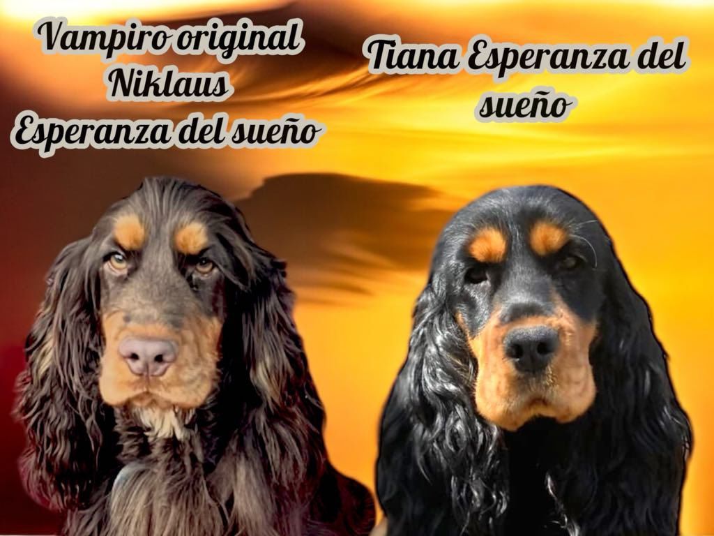 Chiot Cocker Spaniel Anglais Esperanza Del Sueño
