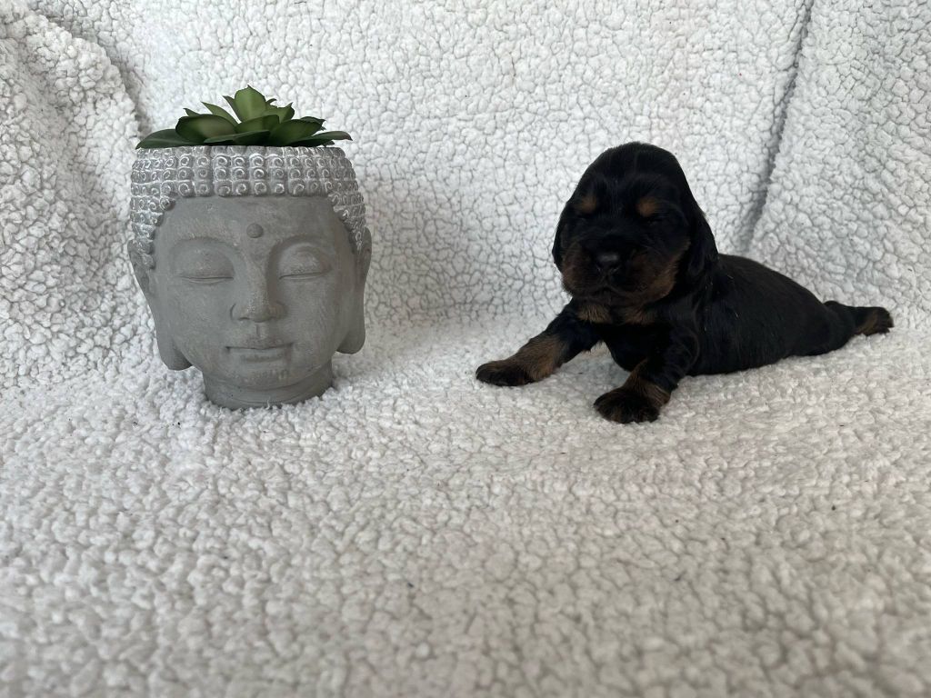Esperanza Del Sueño - Chiots disponibles - Cocker Spaniel Anglais